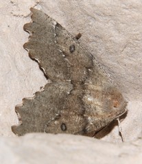 Odontopera bidentata