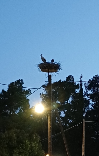 White Stork