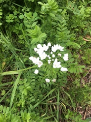 Allium neapolitanum