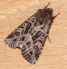 Sideridis reticulata