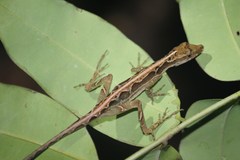 Anolis trachyderma