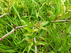 Sideroxylon lycioides