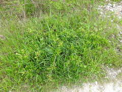 Sideroxylon lycioides