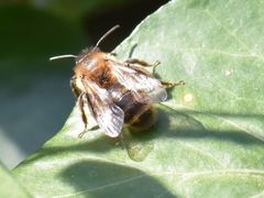 Andrena scotica