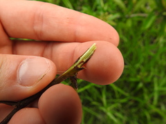 Sideroxylon lycioides
