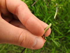 Sideroxylon lycioides