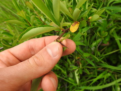 Sideroxylon lycioides