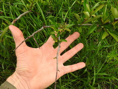 Sideroxylon lycioides