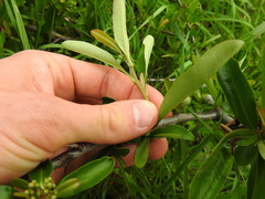 Sideroxylon lycioides