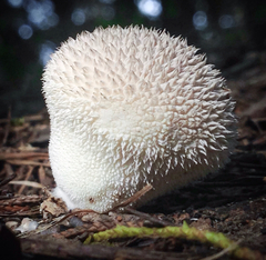 Lycoperdon pulcherrimum
