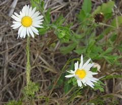 Aphanostephus skirrhobasis
