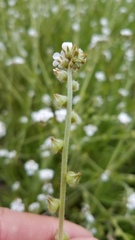 Plagiobothrys canescens