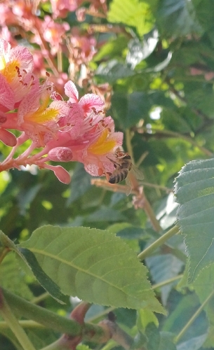 Western Honey Bee