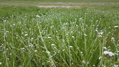 Plagiobothrys canescens