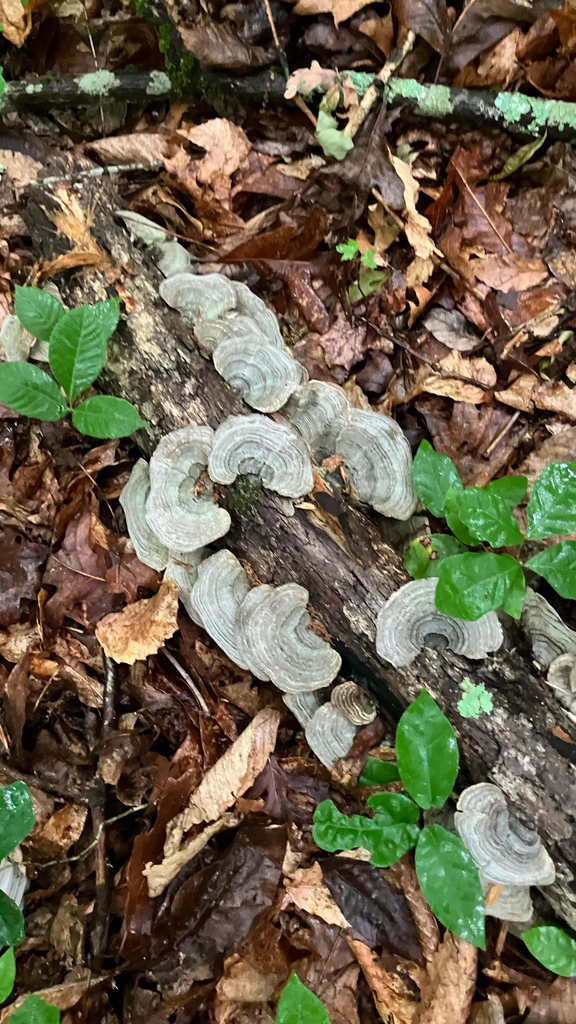 Gilled Polypore · May 2026 · photo: Photo: (c) River Ahlquist, some rights reserved (CC BY) · iNaturalist