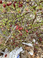 Berberis thunbergii