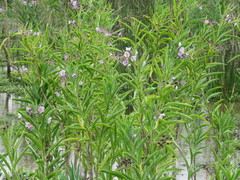 Solanum glaucophyllum