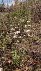 Penstemon laxiflorus