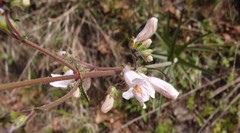 Penstemon laxiflorus