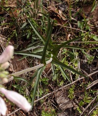 Penstemon laxiflorus
