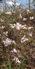 Penstemon laxiflorus