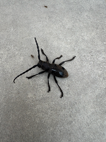 Herophila tristis