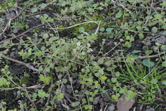 Peronospora arvensis