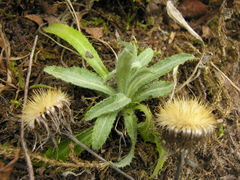 Carlina biebersteinii