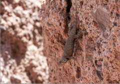 Sceloporus hunsakeri