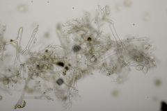 Peronospora arvensis