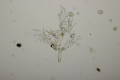Peronospora arvensis