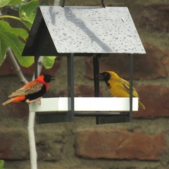 Ploceus velatus velatus