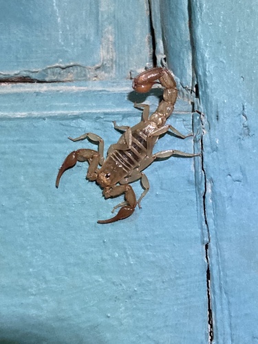 Vaejovis intermedius