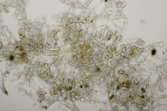 Peronospora arvensis