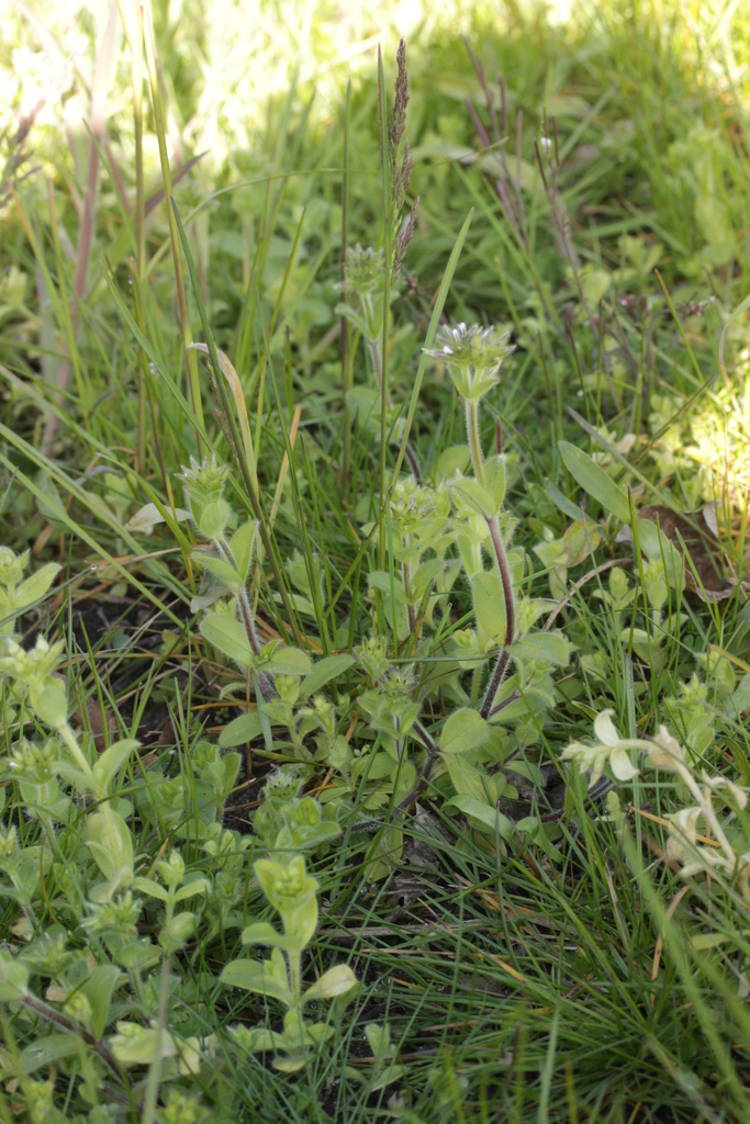 Peronospora tomentosa