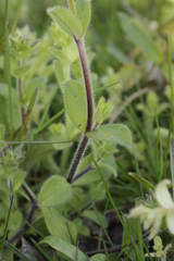 Peronospora alsinearum