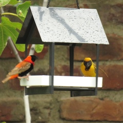 Ploceus velatus velatus