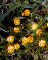 Gentianella hirculus