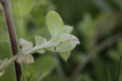 Peronospora alsinearum