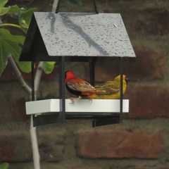 Ploceus velatus velatus