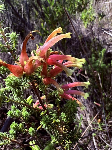 Erica versicolor, photograph 3