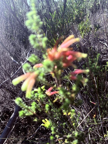 Erica versicolor, photograph 4