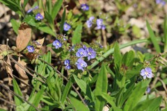 Veronica umbrosa