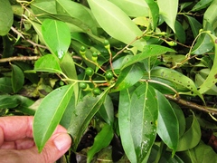 Damburneya salicifolia