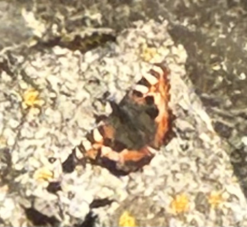 Small Tortoiseshell