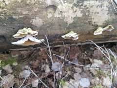 Skeletocutis amorpha