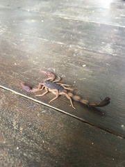 Centruroides gracilis