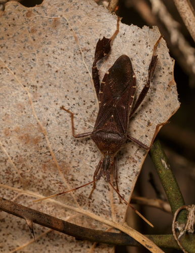 Northern Leaf-Footed Bug photo 5
