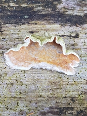 Skeletocutis amorpha