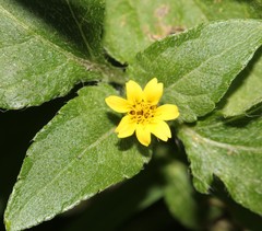Calyptocarpus vialis
